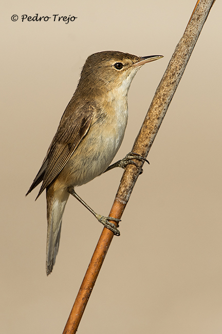 Carricero común (Accephaceus scirpaceus)